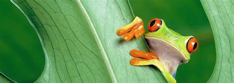 IB生物好拿分嗎,如何評估?